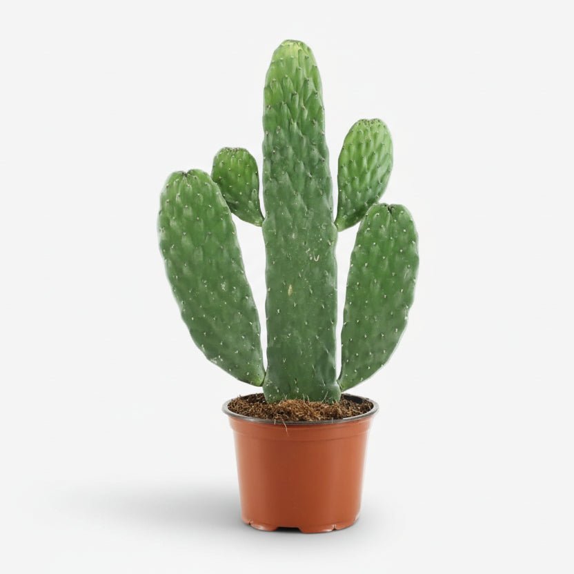Opuntia Rubescens Consolea — Cactus raqueta - Verdeia - 1