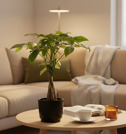 Pachira aquatica — Money tree — Ø12 x H45 cm — Ready to place — Black ceramic - Verdeia - 5
