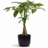 Pachira aquatica — Money tree — Ø12 x H45 cm — Ready to place — Black ceramic - Verdeia - 1