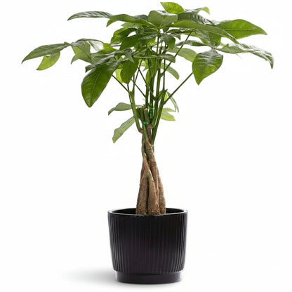 Pachira aquatica — Money tree — Ø12 x H45 cm — Ready to place — Black ceramic - Verdeia - 1