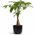 Pachira aquatica — Money tree — Ø12 x H45 cm — Ready to place — Black ceramic - Verdeia - 1