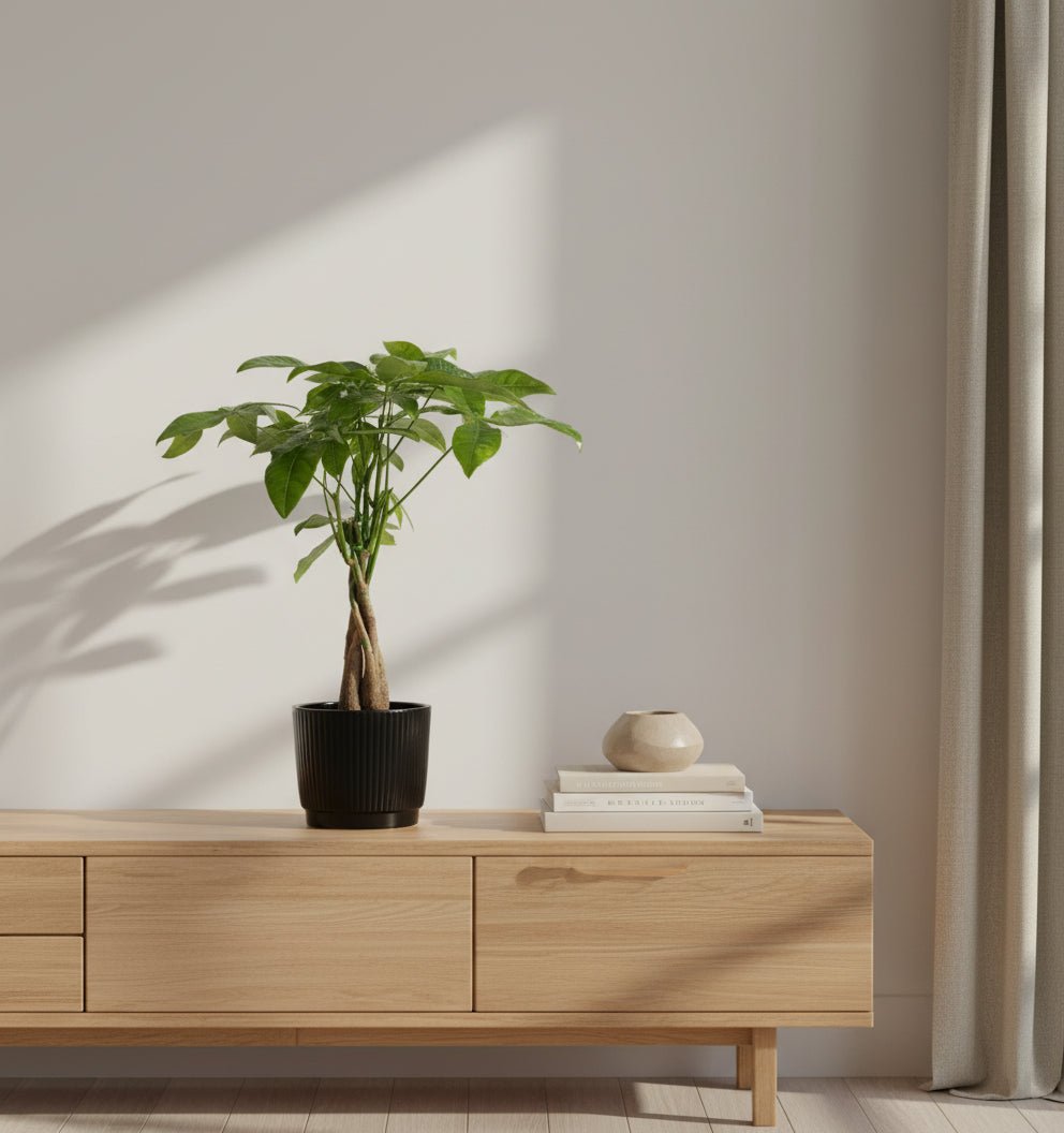 Pachira aquatica — Money tree — Ø12 x H45 cm — Ready to place — Black ceramic - Verdeia - 3