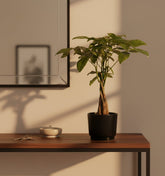 Pachira aquatica — Money tree — Ø12 x H45 cm — Ready to place — Black ceramic - Verdeia - 4