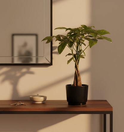 Pachira aquatica — Money tree — Ø12 x H45 cm — Ready to place — Black ceramic - Verdeia - 4