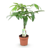 Pachira aquatica (Arbre à monnaie) - Verdeia - 6