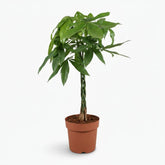 Pachira aquatica — Árbol del dinero - Verdeia - 5