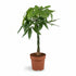 Pachira aquatica — Árbol del dinero - Verdeia - 5