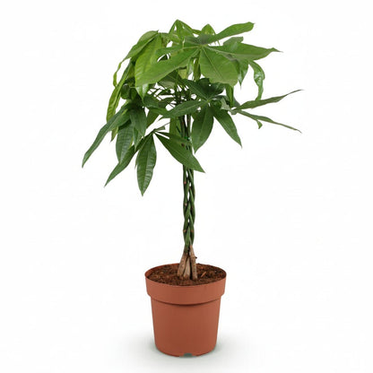 Pachira aquatica (Arbre à monnaie) - Verdeia - 7