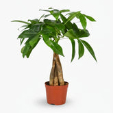 Pachira aquatica — Árbol del dinero - Verdeia - 4