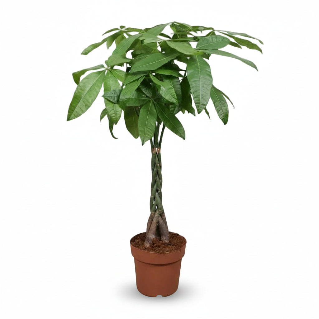 Pachira aquatica — Arbre à monnaie - Verdeia - 1