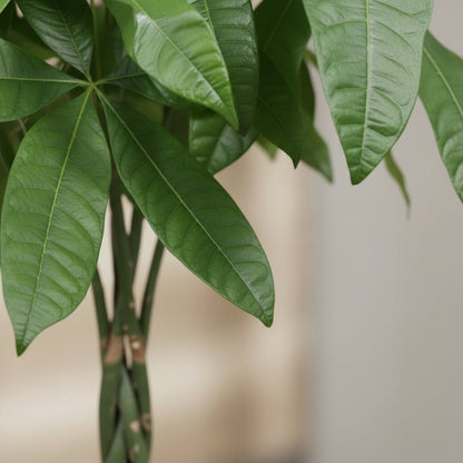 Pachira aquatica — Arbre à monnaie - Verdeia