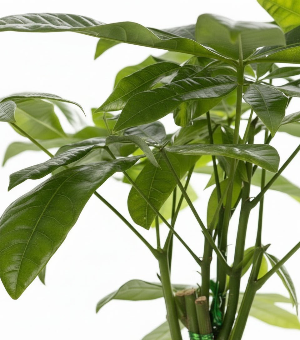 Pachira aquatica — Árbol del dinero — Ø12 x H45 cm — Listo para colocar — Cesta trenzada natural - Verdeia - 2