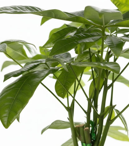 Pachira aquatica — Árbol del dinero — Ø12 x H45 cm — Listo para colocar — Cesta trenzada natural - Verdeia - 2