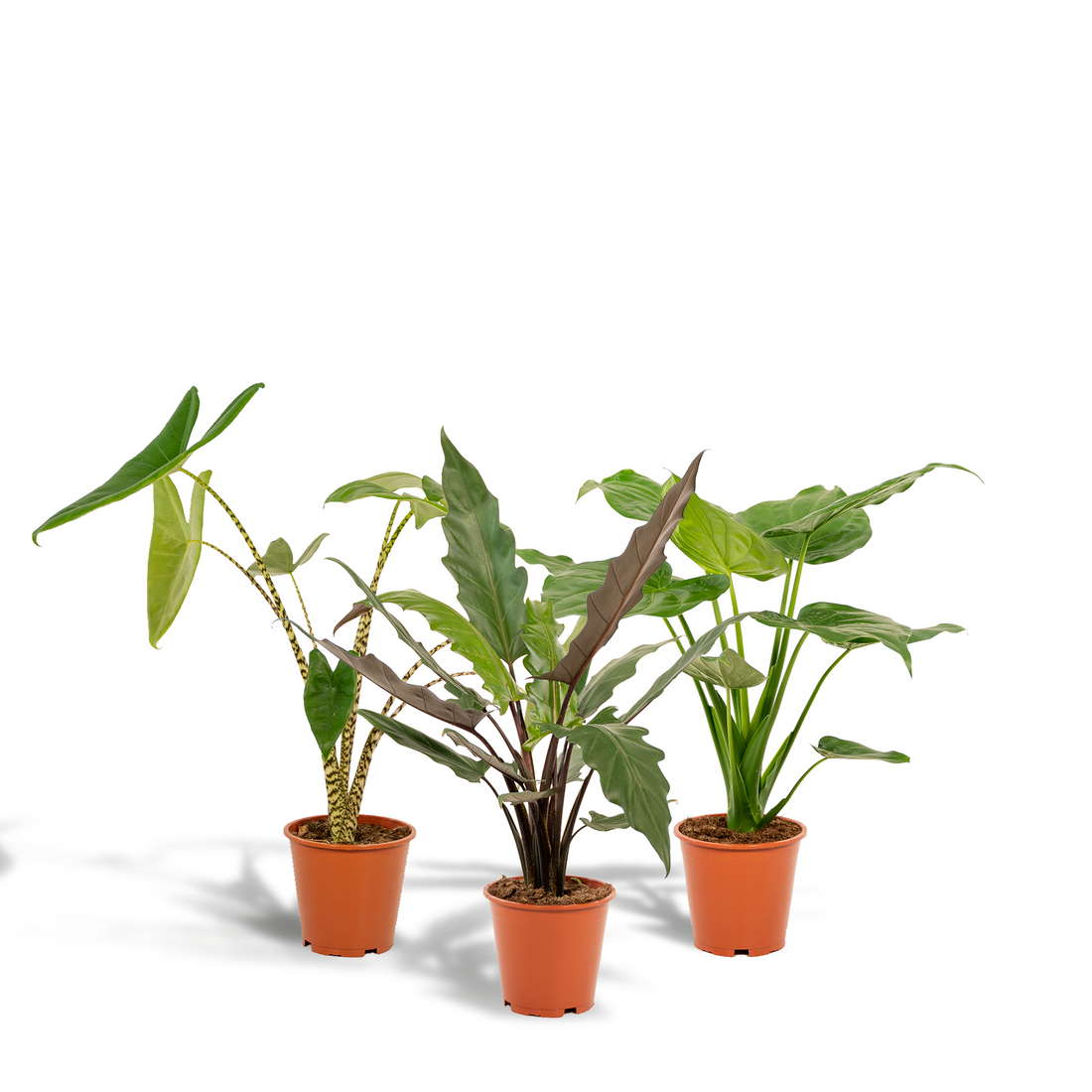 Pack de 3 Alocasia — Zebrina + Cucullata + Lauterbachiana — 3 plantas - Verdeia - 1