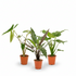 Pack de 3 Alocasia — Zebrina + Cucullata + Lauterbachiana — 3 plantas - Verdeia - 1