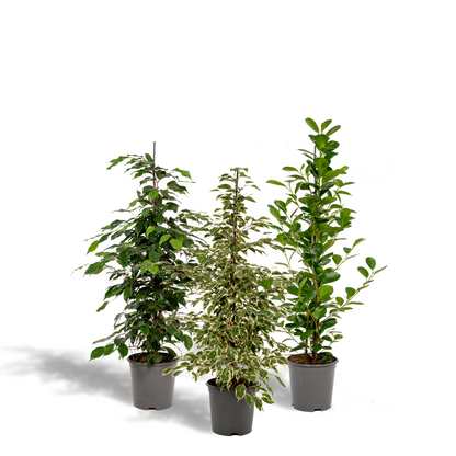 Pack de 3 Ficus — Benjamina Danielle + Twilight + Microcarpa — 3 plantas - Verdeia - 1