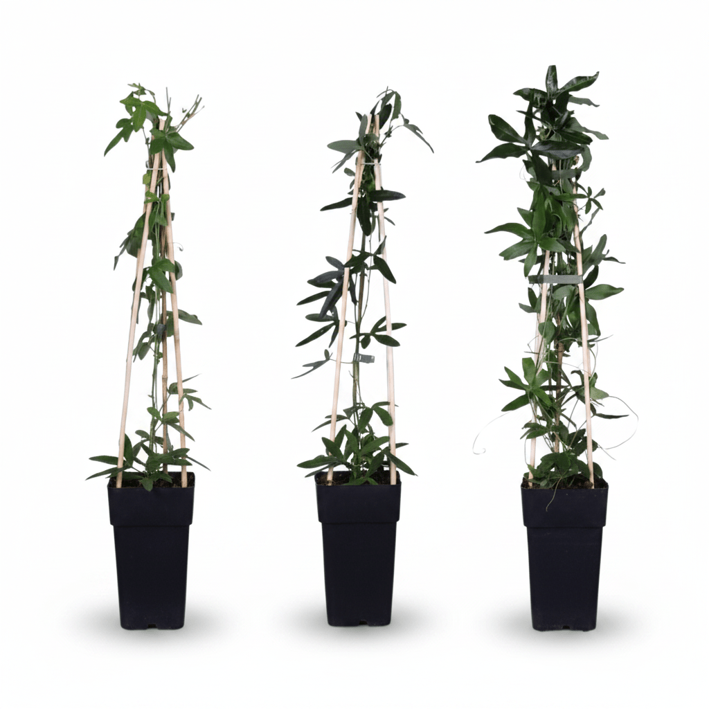 Pack 3 Passiflora mix (Trio fleurs de la passion) H65 cm | Pot Ø15 cm - Verdeia - 2