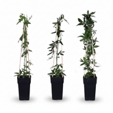 Pack 3 Passiflora mix (Trio fleurs de la passion) H65 cm | Pot Ø15 cm - Verdeia - 2