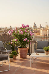 Pack 3 Rosiers Rosa Crazy in Love (Rosier miniature) - H65 cm | Pot Ø15 cm - Verdeia - 3