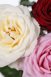 Pack 3 Rosiers Rosa Crazy in Love (Rosier miniature) - H65 cm | Pot Ø15 cm - Verdeia - 2