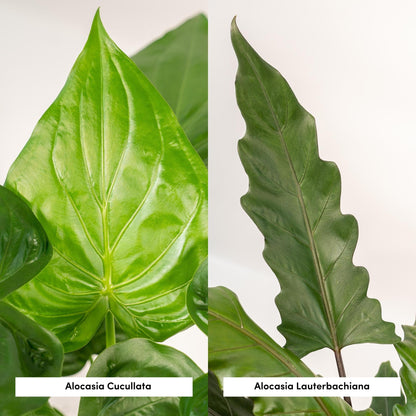 Pack Alocasia Cucullata + Lauterbachiana — Orejas de elefante — 2 plantas - Verdeia - 2
