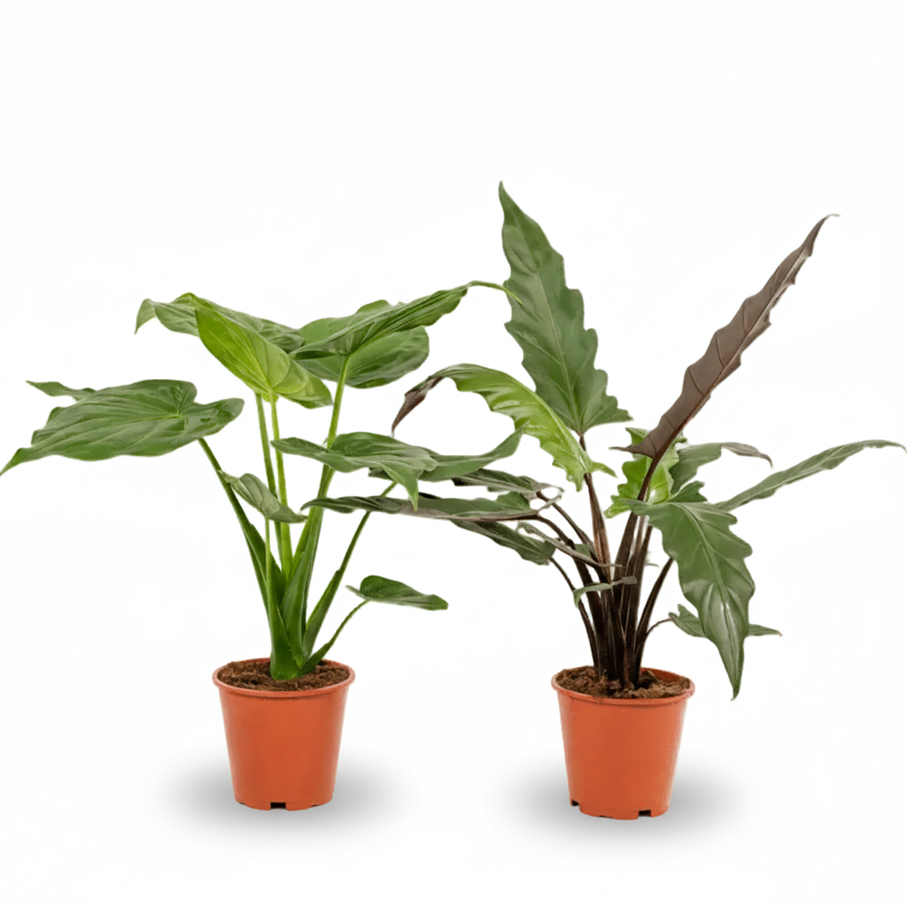 Pack Alocasia Cucullata + Lauterbachiana — Orejas de elefante — 2 plantas - Verdeia - 1
