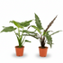 Pack Alocasia Cucullata + Lauterbachiana — Orejas de elefante — 2 plantas - Verdeia - 1