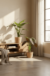 Pack Alocasia Cucullata y Wentii — Listo para colocar — 2 plantas + 2 cestas Selin - Verdeia - 3