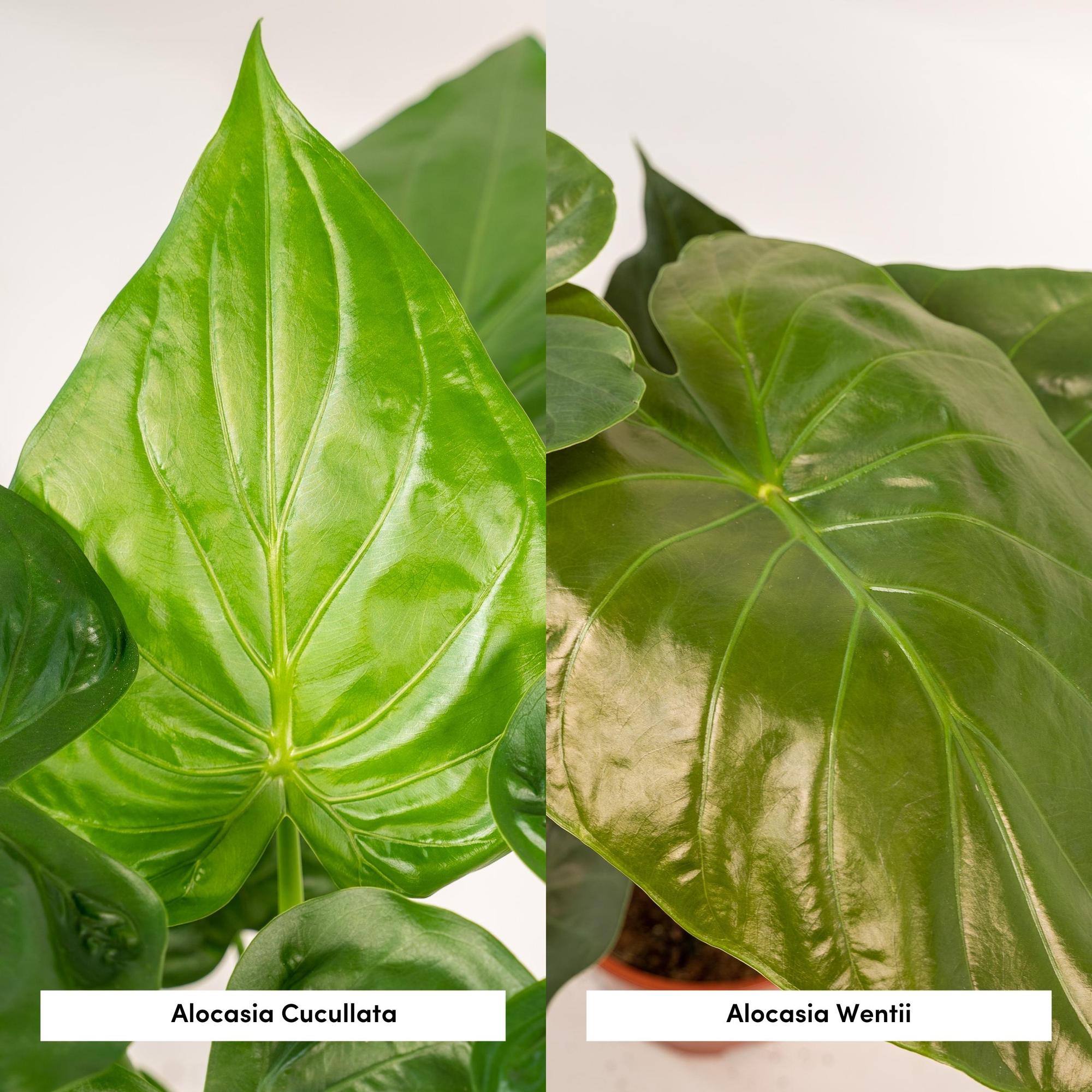 Pack Alocasia Cucullata + Wentii — Orejas de elefante — 2 plantas - Verdeia - 2