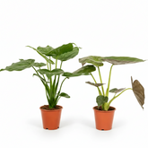 Pack Alocasia Cucullata + Wentii — Orejas de elefante — 2 plantas - Verdeia - 1