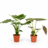 Pack Alocasia Cucullata + Wentii — Orejas de elefante — 2 plantas - Verdeia - 1