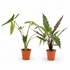 Pack Alocasia Zebrina + Lauterbachiana — Orejas de elefante — 2 plantas - Verdeia - 1