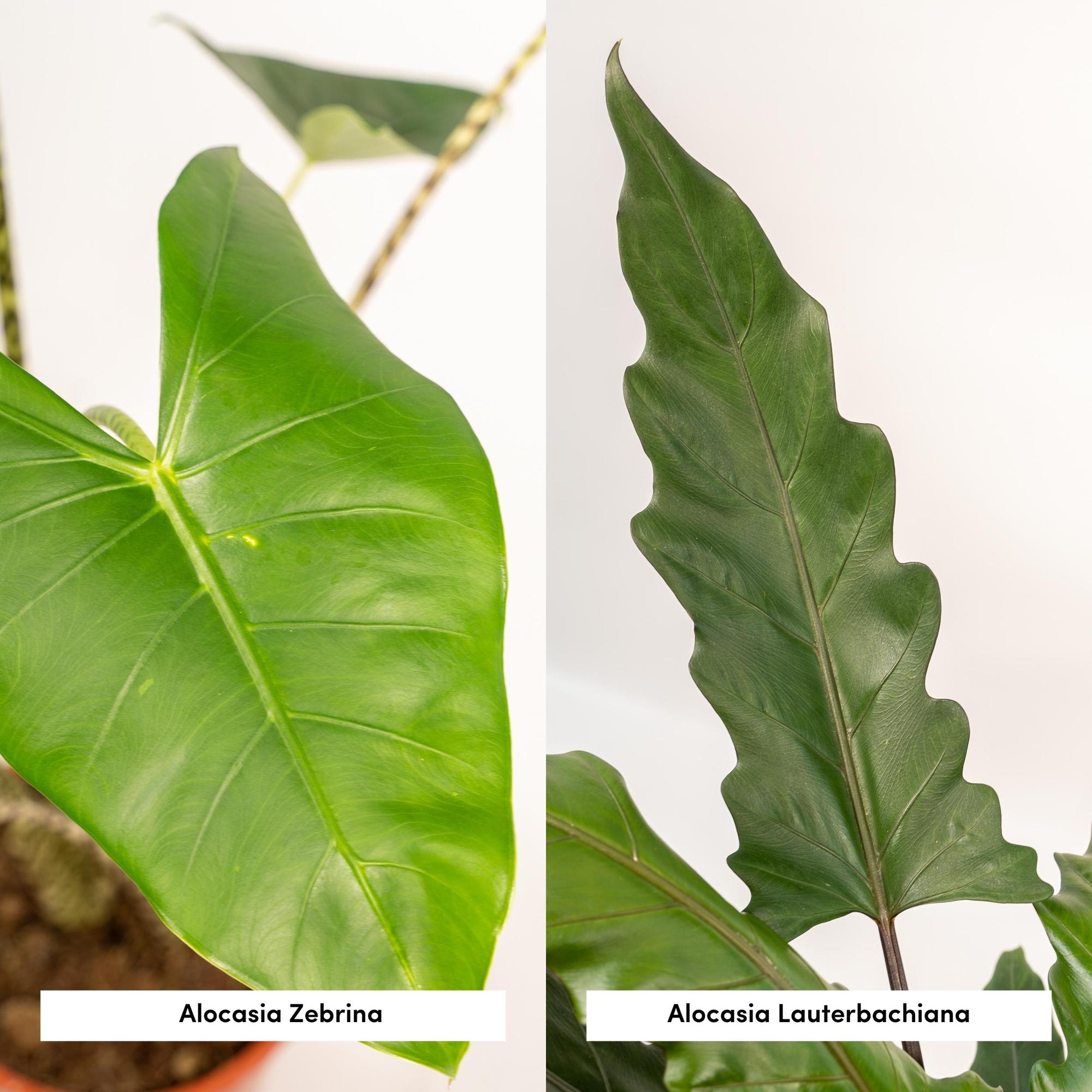 Pack Alocasia Zebrina + Lauterbachiana — Orejas de elefante — 2 plantas - Verdeia - 2