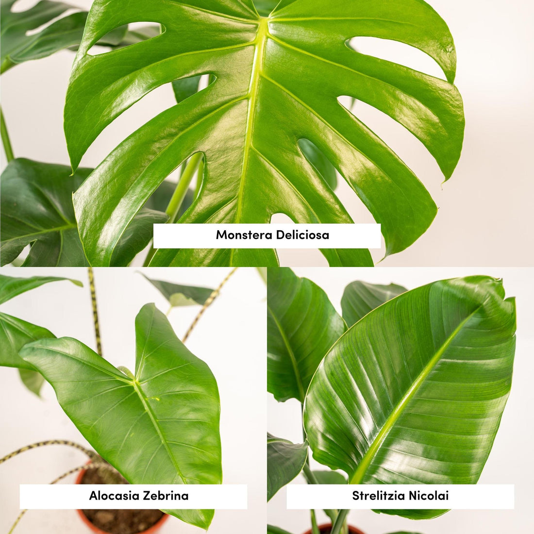 Pack Monstera + Alocasia Zebrina + Strelitzia — Trío tropical — 3 plantas - Verdeia - 2