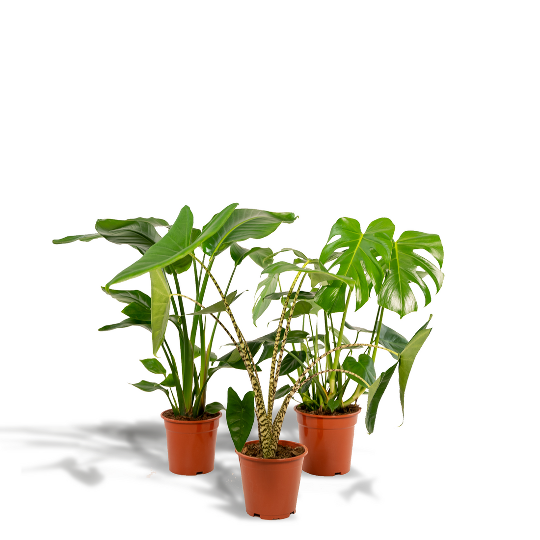 Pack Monstera + Alocasia Zebrina + Strelitzia — Trío tropical — 3 plantas - Verdeia - 1