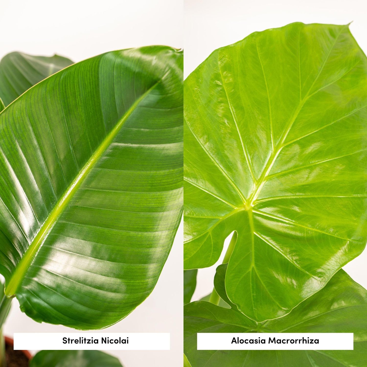 Pack Strelitzia Nicolai + Alocasia Macrorrhiza — Ave del paraíso + Oreja de elefante — 2 plantas - Verdeia - 2
