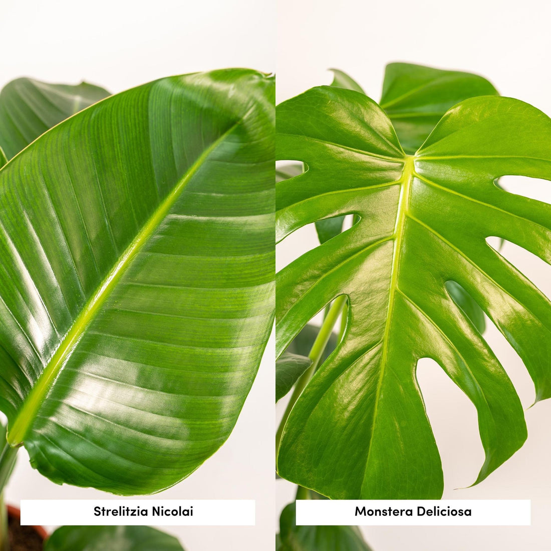 primer plano de las hojas de strelitzia nicolai y monstera deliciosa