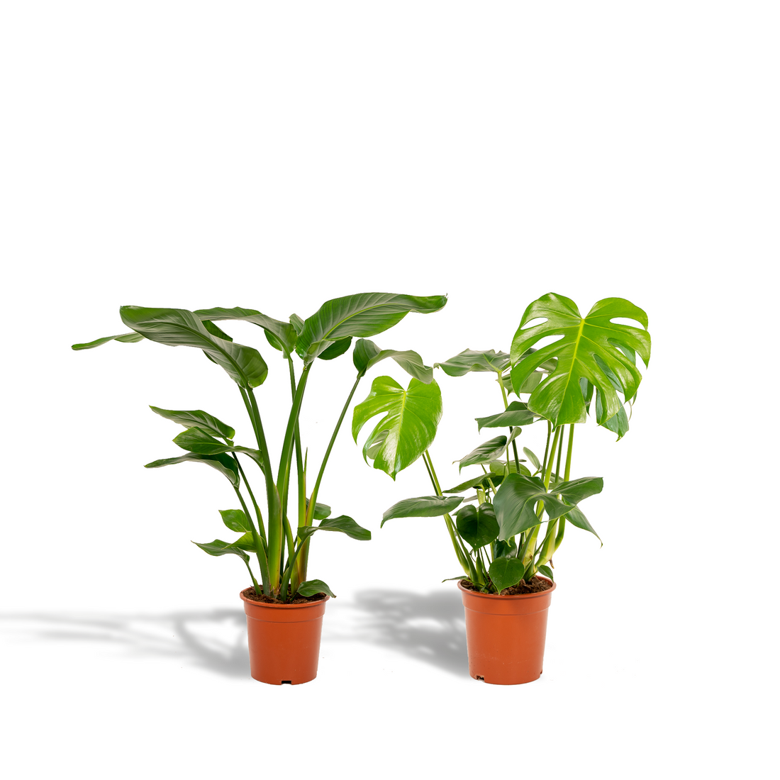 Pack Strelitzia Nicolai + Monstera Deliciosa — Ave del paraíso + Falso filodendro — 2 plantas - Verdeia - 1