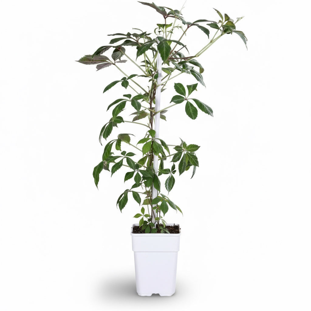Parthenocissus henryana – Parra virgen de Henry – D15cm x A65cm - Verdeia - 2