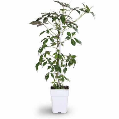 Parthenocissus henryana – Vigne vierge de Henry – D15cm x H65cm - Verdeia
