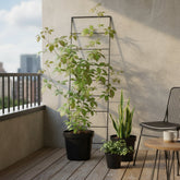 Parthenocissus henryana – Parra virgen de Henry – D15cm x A65cm - Verdeia - 3