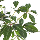 Parthenocissus henryana – Parra virgen de Henry – D15cm x A65cm - Verdeia - 4