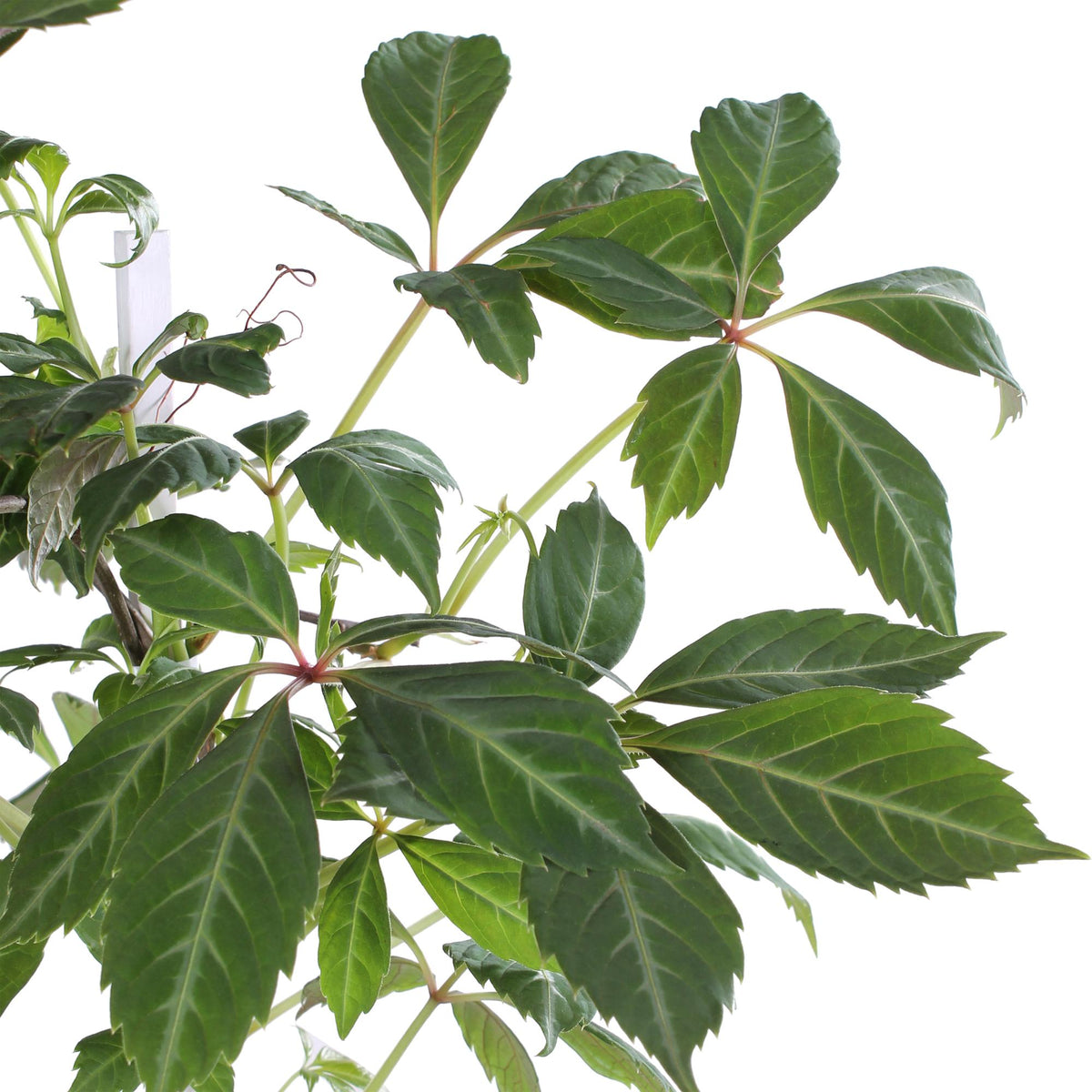 Parthenocissus henryana – Henryho břečťan – D15cm x V65cm - Verdeia - 4