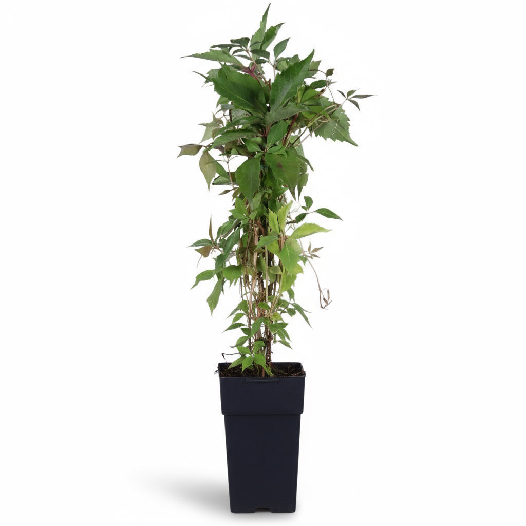 Parthenocissus quinquefolia ‘Engelmannii’ – Pnoucí réva – D15cm x V65cm - Verdeia - 1