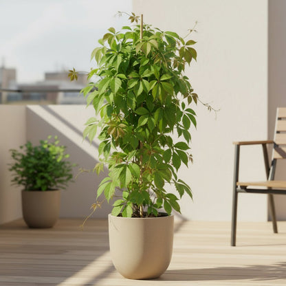 Parthenocissus quinquefolia ‘Engelmannii’ – Vigne vierge – D15cm x H65cm - Verdeia