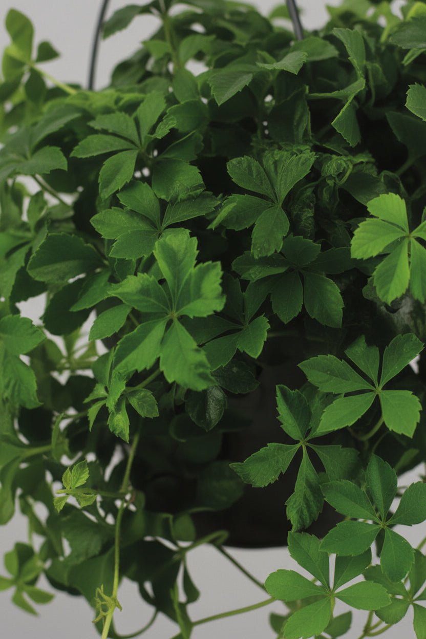Detailní záběr na listy Parthenocissus striata (opadavý břečťan)