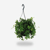 Parthenocissus Striata — Parra virgen colgante — Ø15 cm — H15 cm - Verdeia - 1