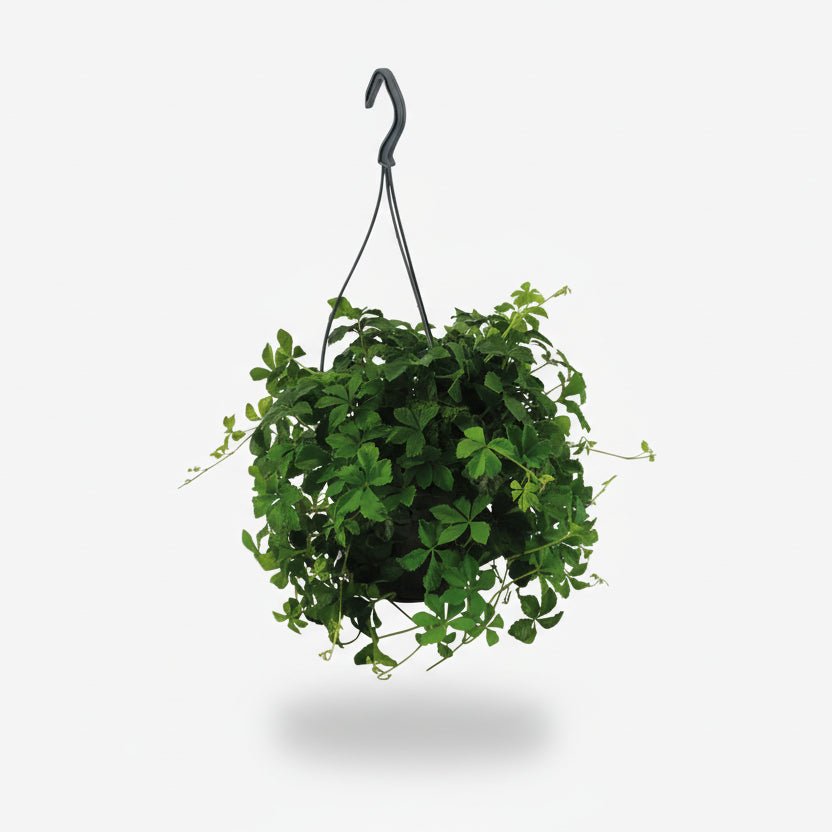 Parthenocissus striata (opadavý břečťan) na bílém pozadí v zavěšeném květináči s háčkem