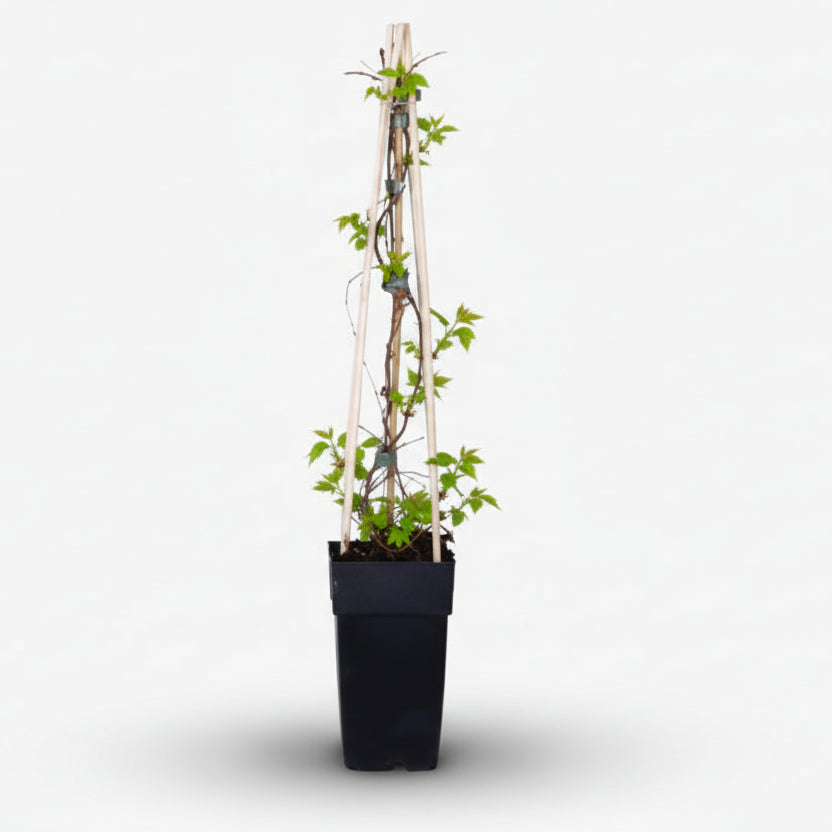 Parthenocissus tricuspidata — Parra verge en el seu test de cultiu sobre fons blanc