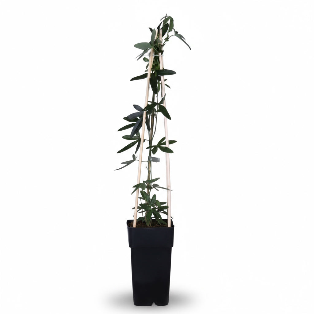 Passiflora caerulea ‘Constance Elliot’ – Flor de la pasión blanca – D15cm x A65cm - Verdeia - 2